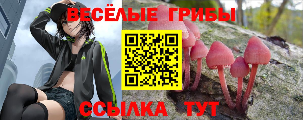 где купить наркоту  Изобильный  Псилоцибиновые грибы мицелий 